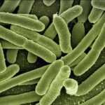 E-coli bacteria Gerd Altmann Pixabay