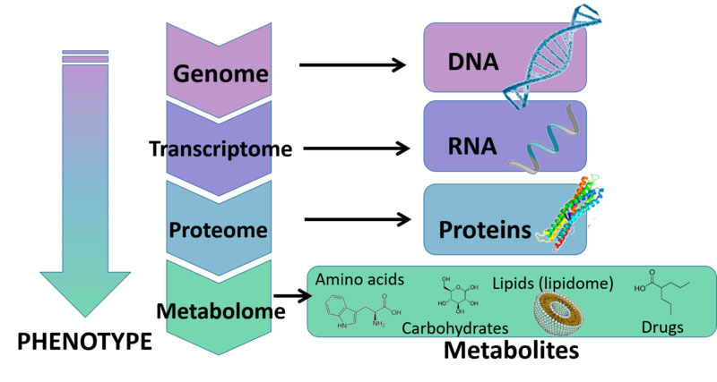 Overview of metabolomics and metabolites
